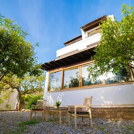 Dolphin 博德鲁姆